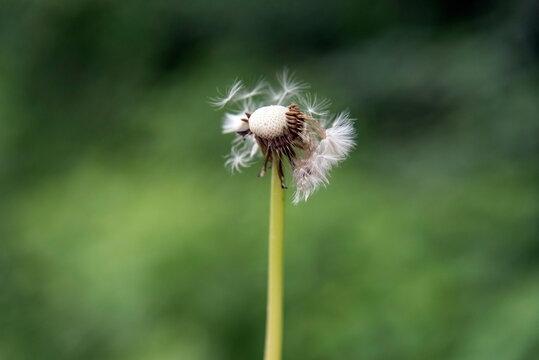 A close-up of a dandelion with seeds floating away against a blurred green background. Symbol of change, hope, and new beginnings.