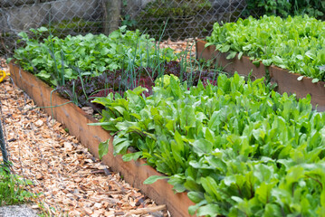 Raised wooden garden beds filled with fresh lettuce, onions, and other vegetables. A sustainable...
