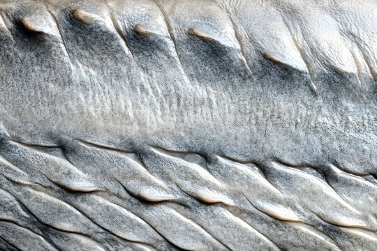 Detailed Shark Skin Texture with Microscopic Denticles on Gray Surface