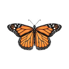 Fototapeta premium Elegant Monarch Butterfly on White Background