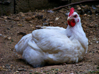 free range chicken in farm