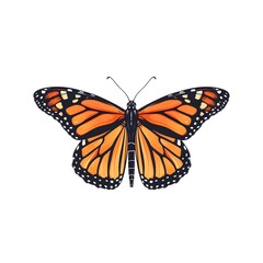 Fototapeta premium Elegant Monarch Butterfly with Minimal White Background