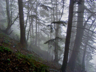 Obraz premium fog in the forest