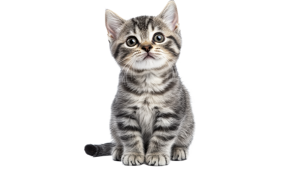 Cute kitten with expressive eyes sitting calmly