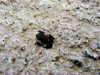 hermit crab on the beach