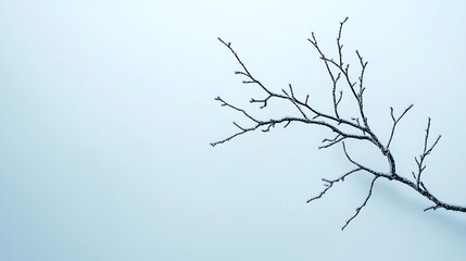 Obraz premium Bare Branch Against a Misty Sky: A Winter's Day Photograph AI Generated