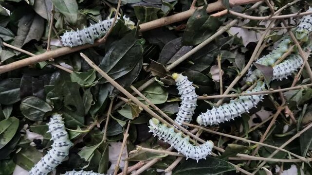 , is a saturniid moth, used to produce silk fabric but not as domesticated as the silkworm