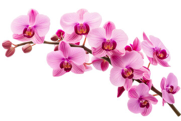 Plakat Vibrant pink orchids in full bloom on a branch