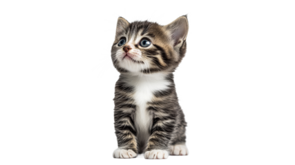 Cute kitten with blue eyes in playful pose