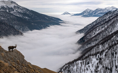 Panoramic view from above of an Alpine ibex or wild Alpine goat (Capra ibex) standing at the edge...