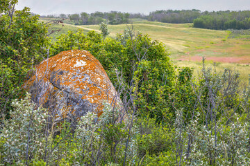 Lichen covered rock in a pasture; rural Western Canada.