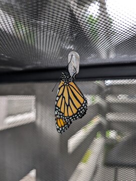 closeup of a monarch butterfly