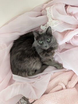 cute cat on pink blankets