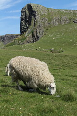 sheep in the mountains