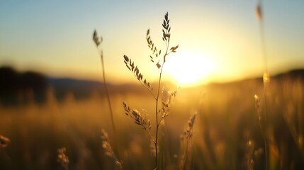 Fototapeta premium Serene view of golden grass silhouetted against a bright sunrise highlighting a tranquil landscape : Generative AI