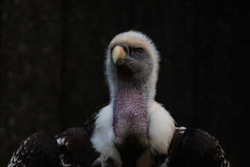 Close Up of Hungry Vulture