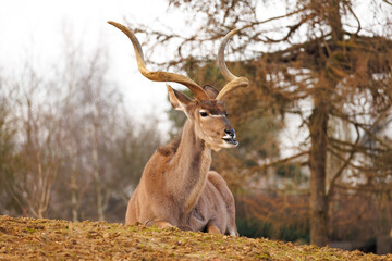 Kudu/Antelope Lounging in the evening Sun