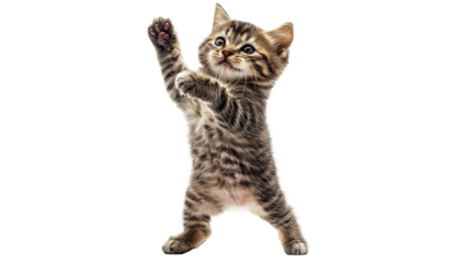 Cute kitten playfully raising paw indoors