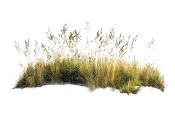 Grasses sway gently by the shore