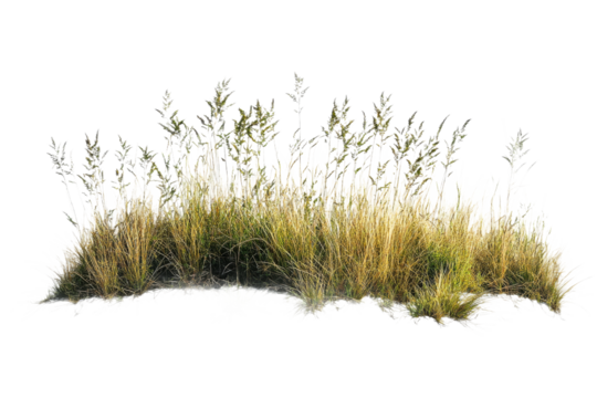 Grasses sway gently by the shore