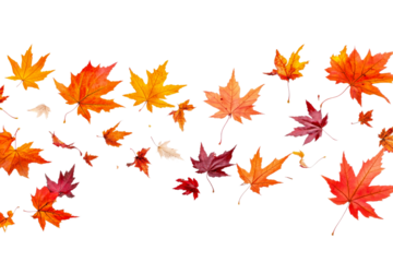 Vibrant autumn leaves drifting in gentle breeze