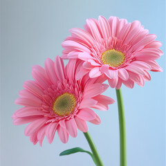 Beautiful pink gerbera daisies with vibrant petals and green centers