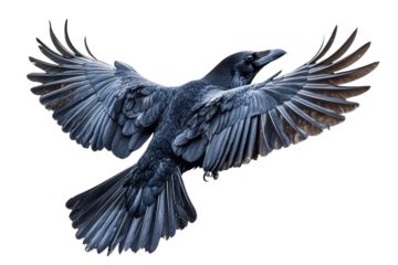 Majestic raven soaring through clear skies