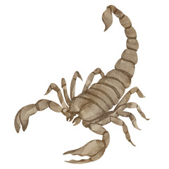watercolor zodiac Scorpio