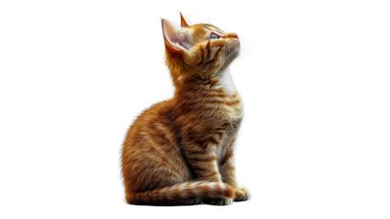 Curious orange kitten gazes upward intently