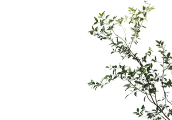 a plant isolated on a transparent background