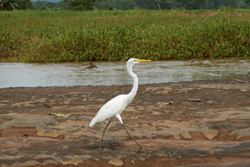 Jaco, Costa Rica - November 21, 2024 - Great Egret - Ardea alba, in the banks of Tarcoles river, in Puntarenas province