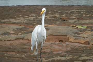 Jaco, Costa Rica - November 21, 2024 - Great Egret - Ardea alba, in the banks of Tarcoles river, in Puntarenas province