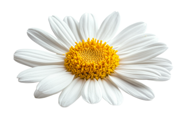Beautiful white daisy with bright yellow center