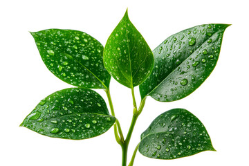 Glistening green leaves with droplets