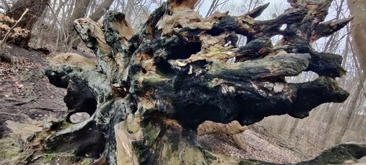 dead tree trunk