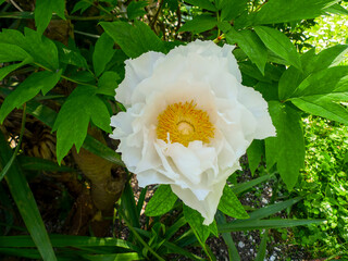 Magnificent peony flower (Paeonia officinalis) also known as the peasant peony.