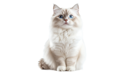 Adorable fluffy cat sitting with bright blue eyes