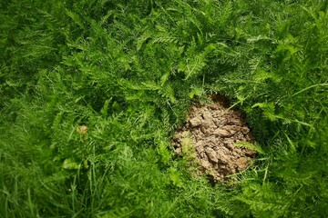 Fresh molehill on green garden lawn