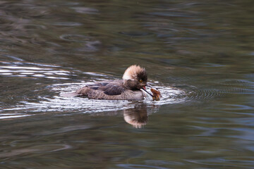 Merganser with a fish in its beak