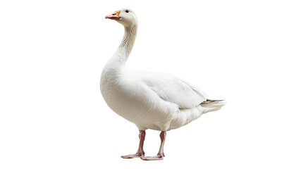 Obraz premium Confident white goose on plain backdrop