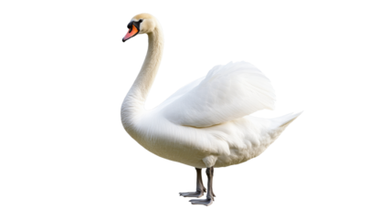 Majestic white swan standing gracefully by water