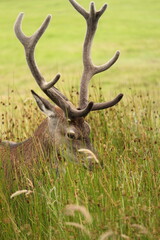 Deer eating grass in a field in Scotland