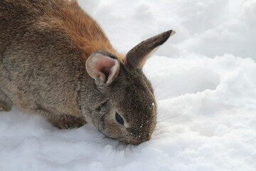 Rabbit in the snow