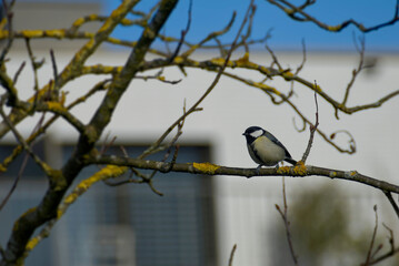 Great tit (Parus major) sitting in a tree in Zurich, Switzerland