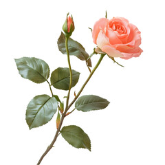 Obraz premium Peach Rose Blossom Bud Stem Leaves Floral Nature Botany Elegance Beauty