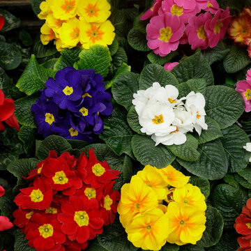 Paris, France. Europe  Flower stall selling spring flowers. Primrose in many colors.