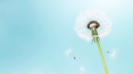 Macro Cinematic Shot of Dandelion Seeds on Soft Background