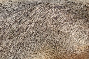 Close up skin The Capybara giant rat for animl texture