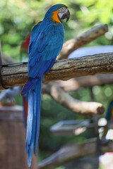 Close up the Blue and yellow macaw parrot bird in garden