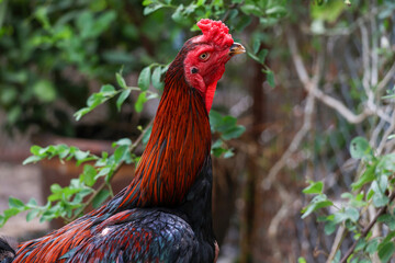The fighting chicken in garden nature farm
